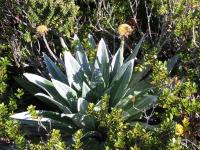 Albums/20060200-New Zealand 2006/20060317-Cook/33